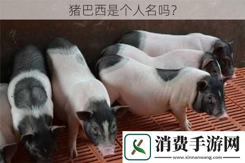 猪巴西是个人名吗
