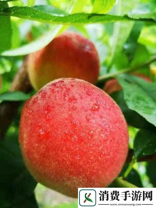 无人一区二区区别红桃