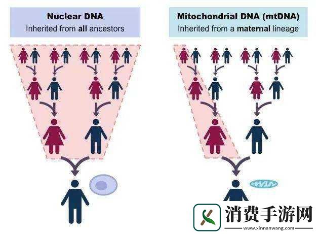 母亲与儿子-DNA-一样吗：揭秘遗传奥秘