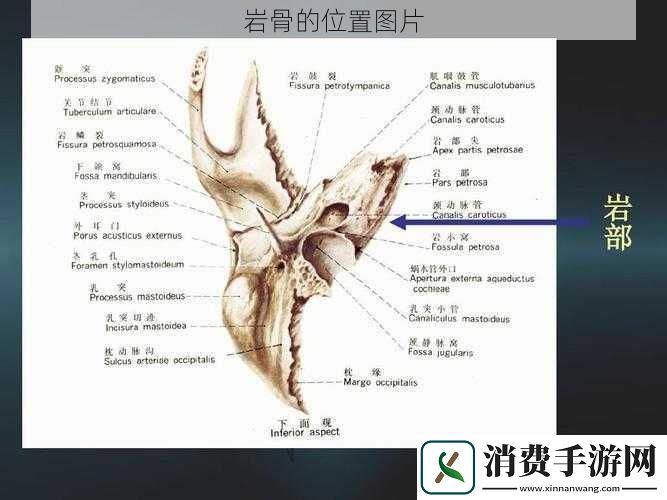 岩骨的位置图片