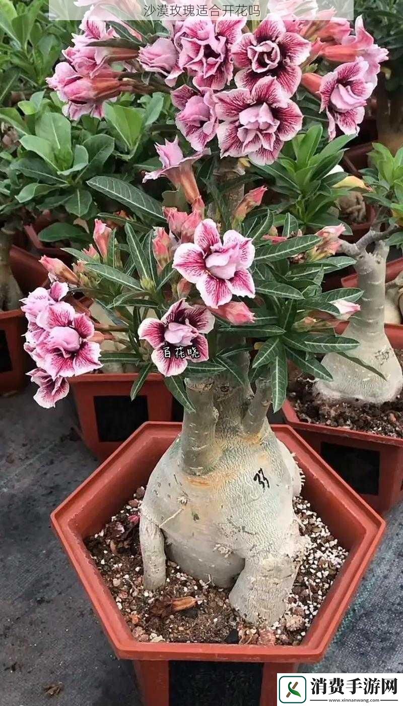 沙漠玫瑰适合开花吗