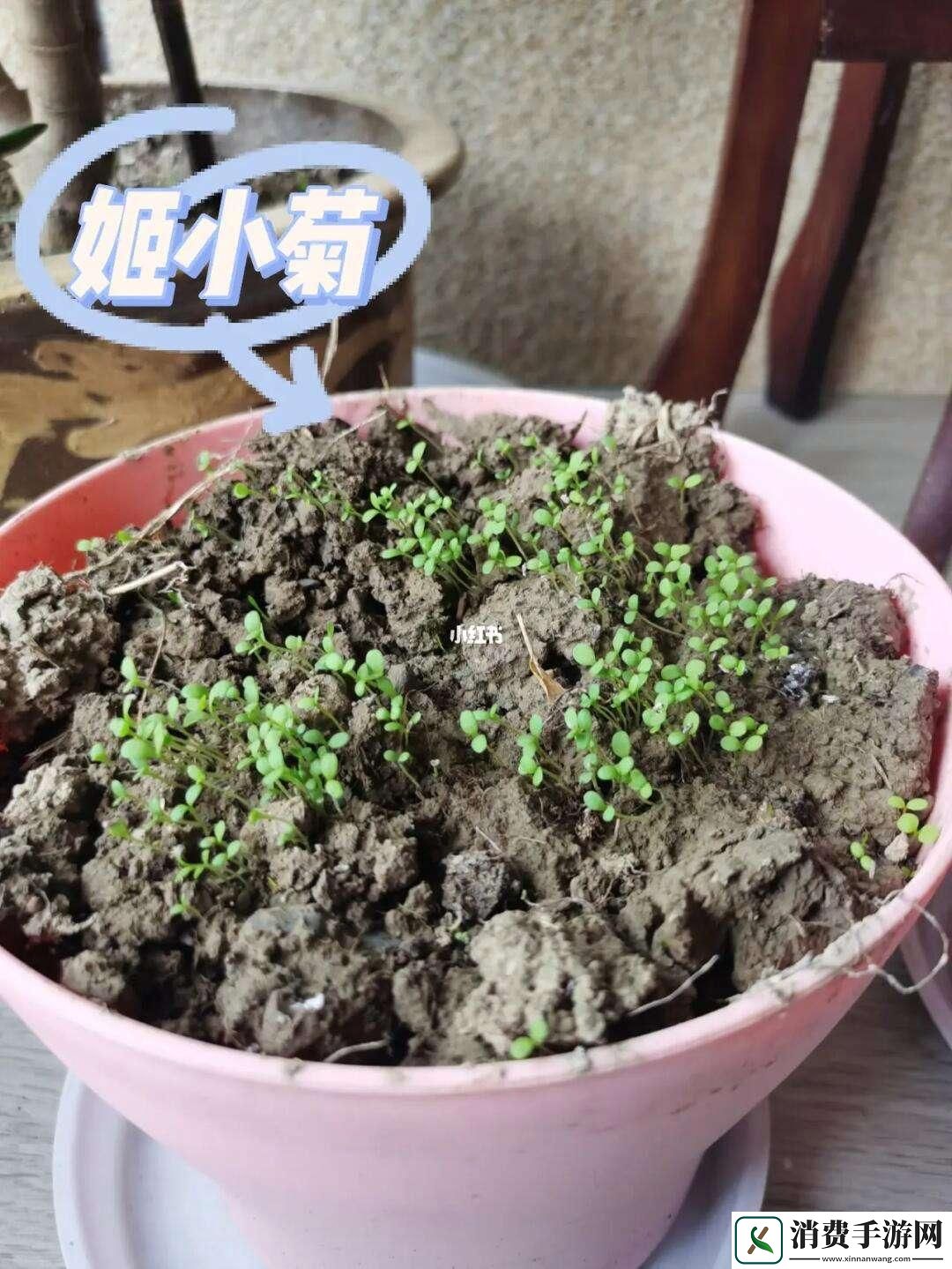 “姬小满发芽出土”：荒诞奇观中的崛起新星！