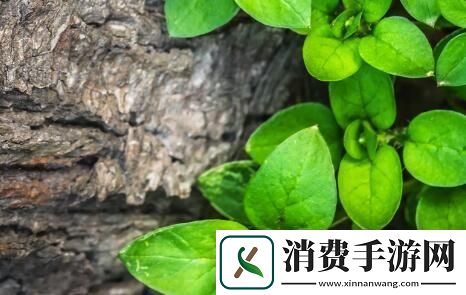积积积桶积积的桶直接看：探寻积攒背后的故事