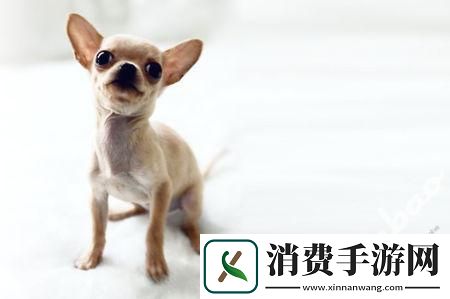 娇宠界的黑科技-娟子笑谈风云