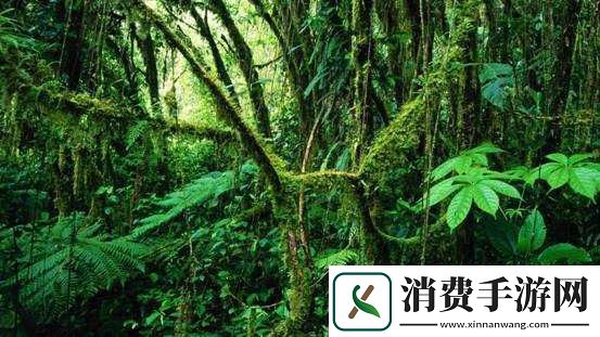 手从小腹至丛林