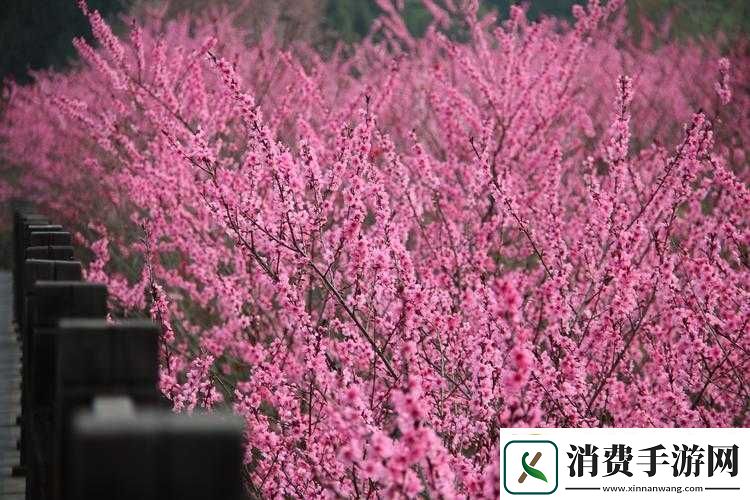 春日繁花似锦踏青赏花正当时