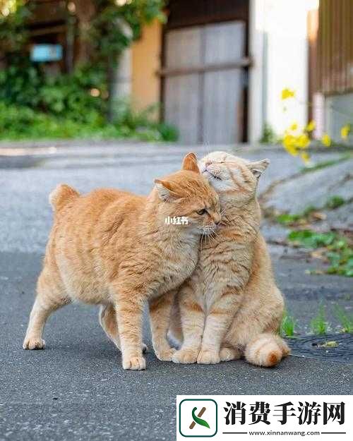 小猫伴侣玩家问答及晴天小猫攻略