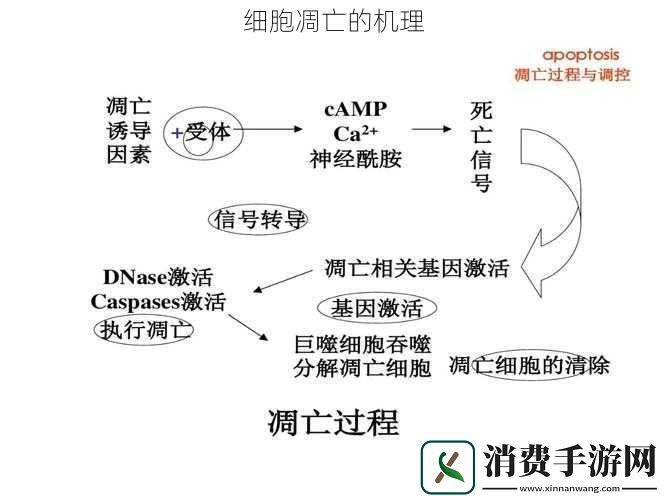 细胞凋亡的机理