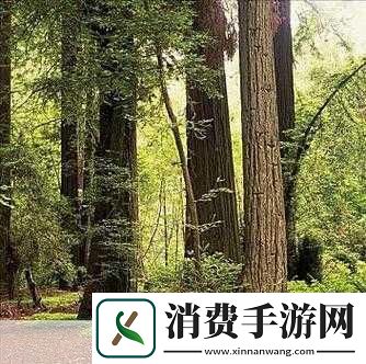 手不安分地探入森林什么意思：“拓展手不安分地探入森林这是什么意思呢