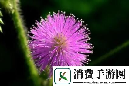 痛无马潮流游戏崛起：新星男生女生的疯狂吐槽