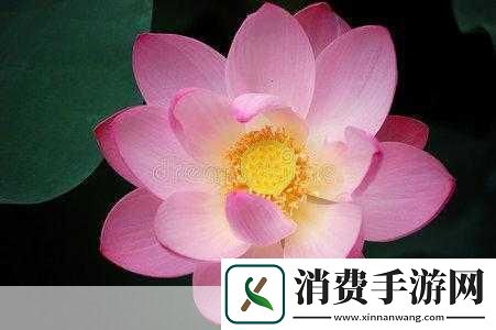 女性莲花开症状图片：女性莲花开症状有哪些常见表现呢