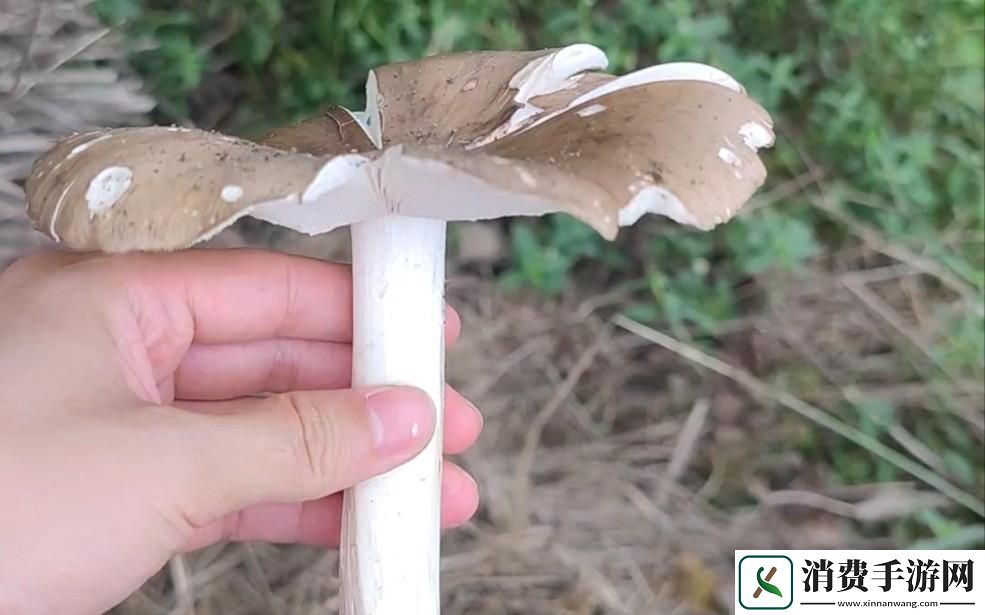 “硬核”蘑菇-潮新宠儿