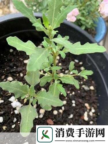青青草在线：当然可以！你想问的是关于绿色植物的护理吗