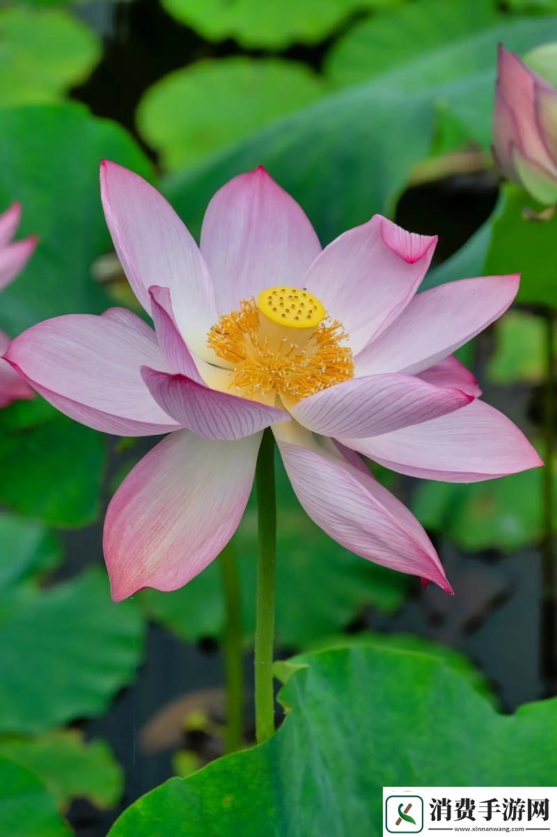 风起云涌的女生荷花开了