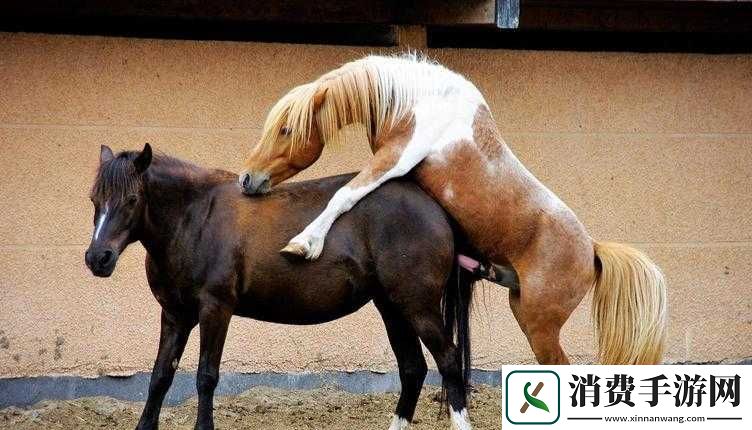 马是怎么配对女人