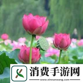 风起云涌的女生荷花开了