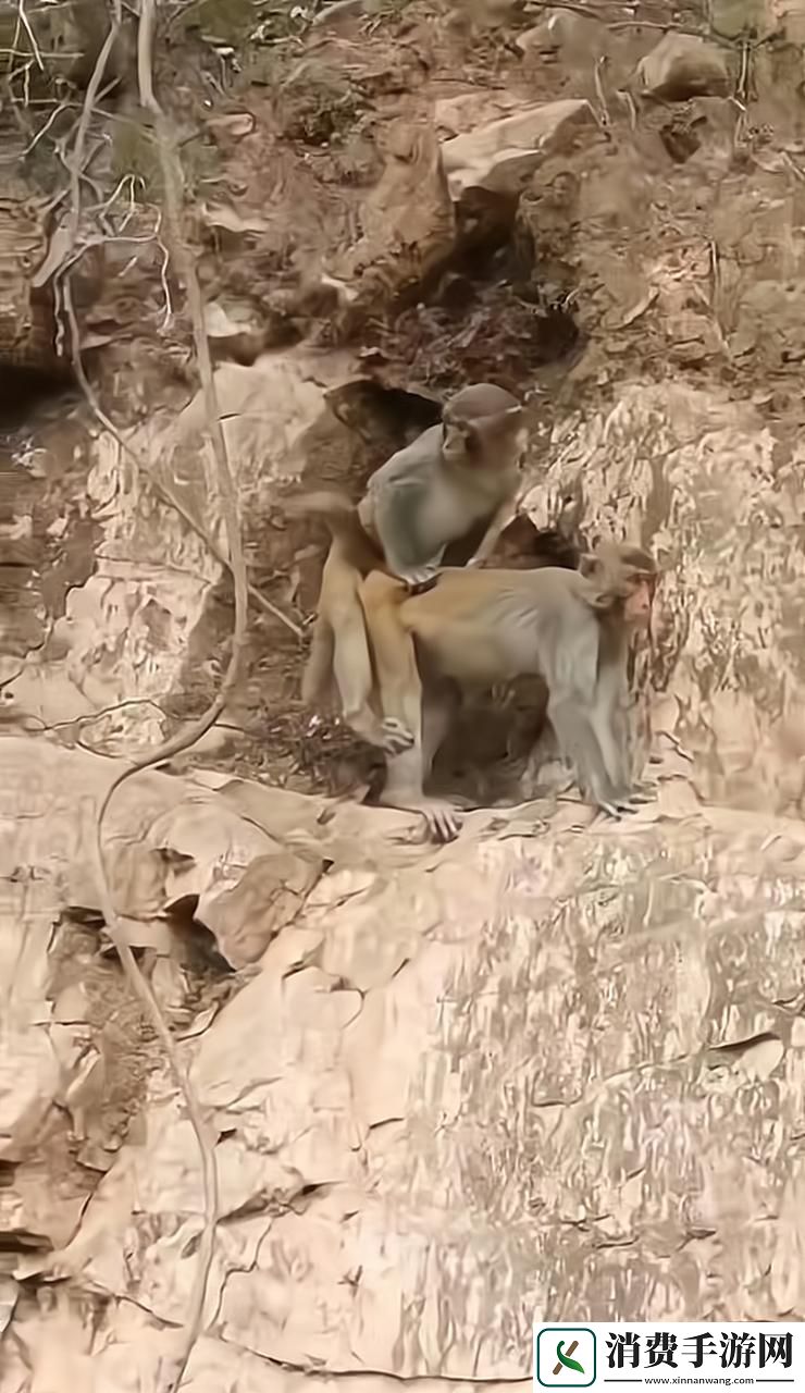 “教科书式”生猴动作