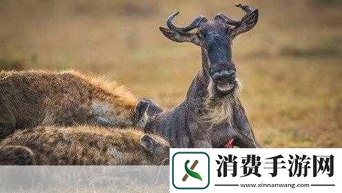 人马畜禽纪录片免费：你有没有看过关于人马畜禽的纪录片