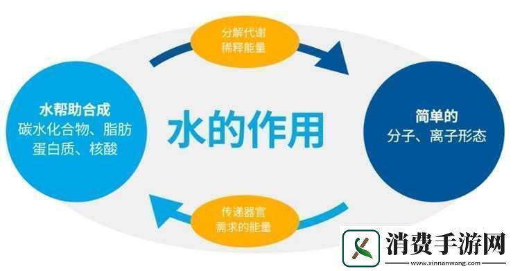 水多重要与紧致重要之探讨