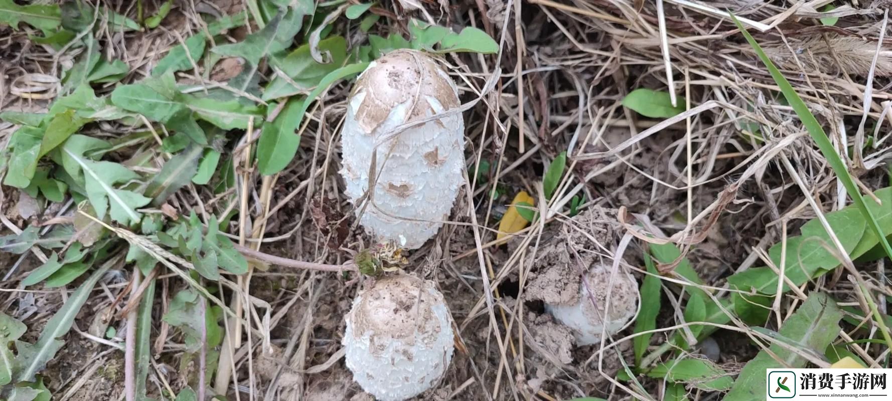 菌界趣闻：毛头鬼伞-食趣何在