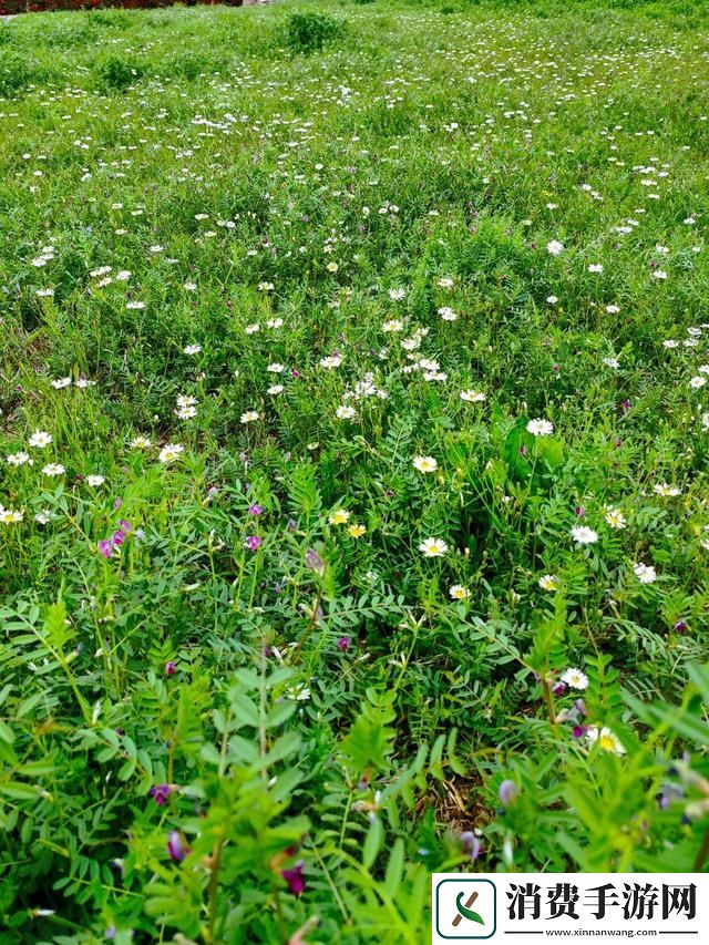 9731芳草地-一场络狂欢的缩影
