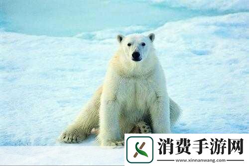 小鸡宝宝考考你北极熊的皮肤是什么颜色的揭秘北极熊皮肤的神秘色彩