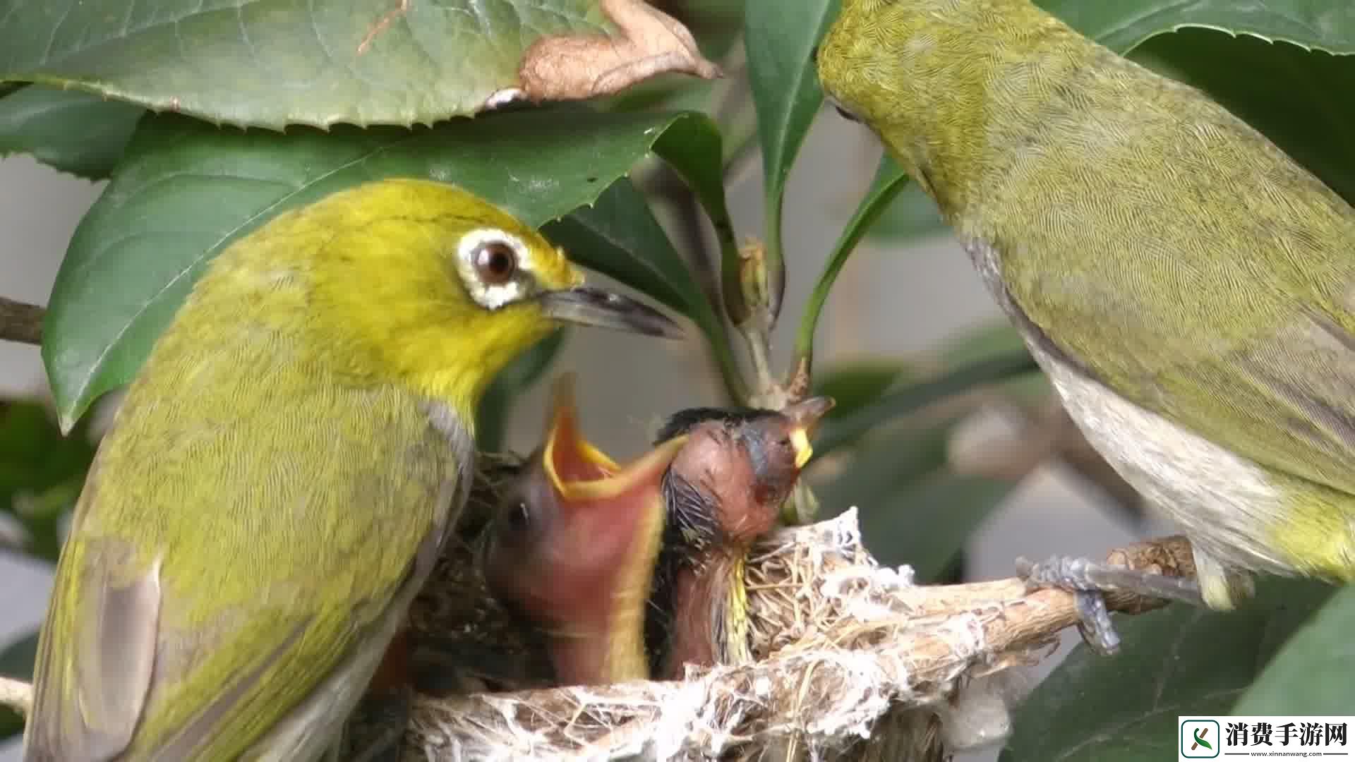 “萝卜梦”幻境