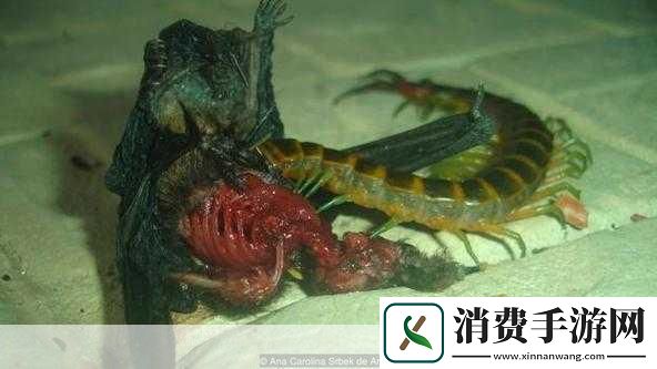 手游新视界深圳邮局海关大揭秘23只外来毒虫惊现秘鲁巨人蜈蚣成手游新宠灵感源！