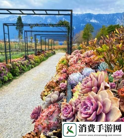 多肉小镇金银花