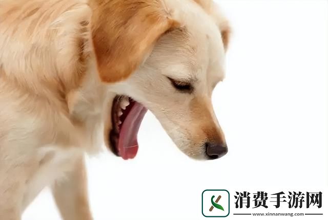 狗狗卡在里面的感觉：潮流的引领者