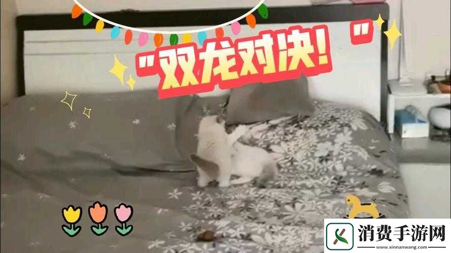 双龙-1v2-养兄：精彩对决即将上演 