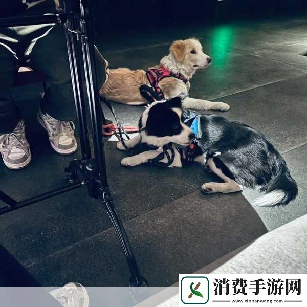 手游新风尚大学生遛狗换证萌宠成手游灵感新宠儿！