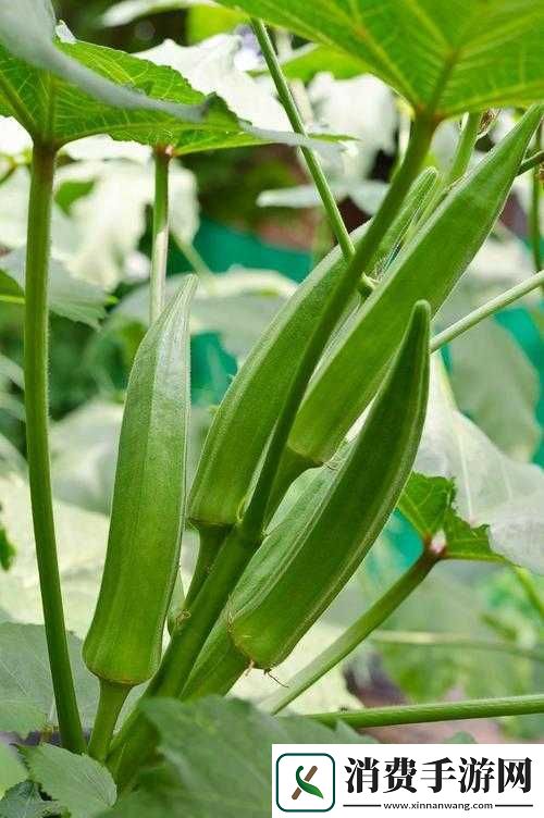 秋葵适合未满十八岁的人吃吗女生：食用相关探讨 