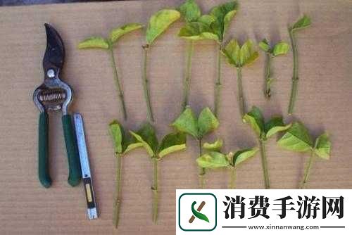 韩式-72-种扦插方式：教你轻松成为园艺达人