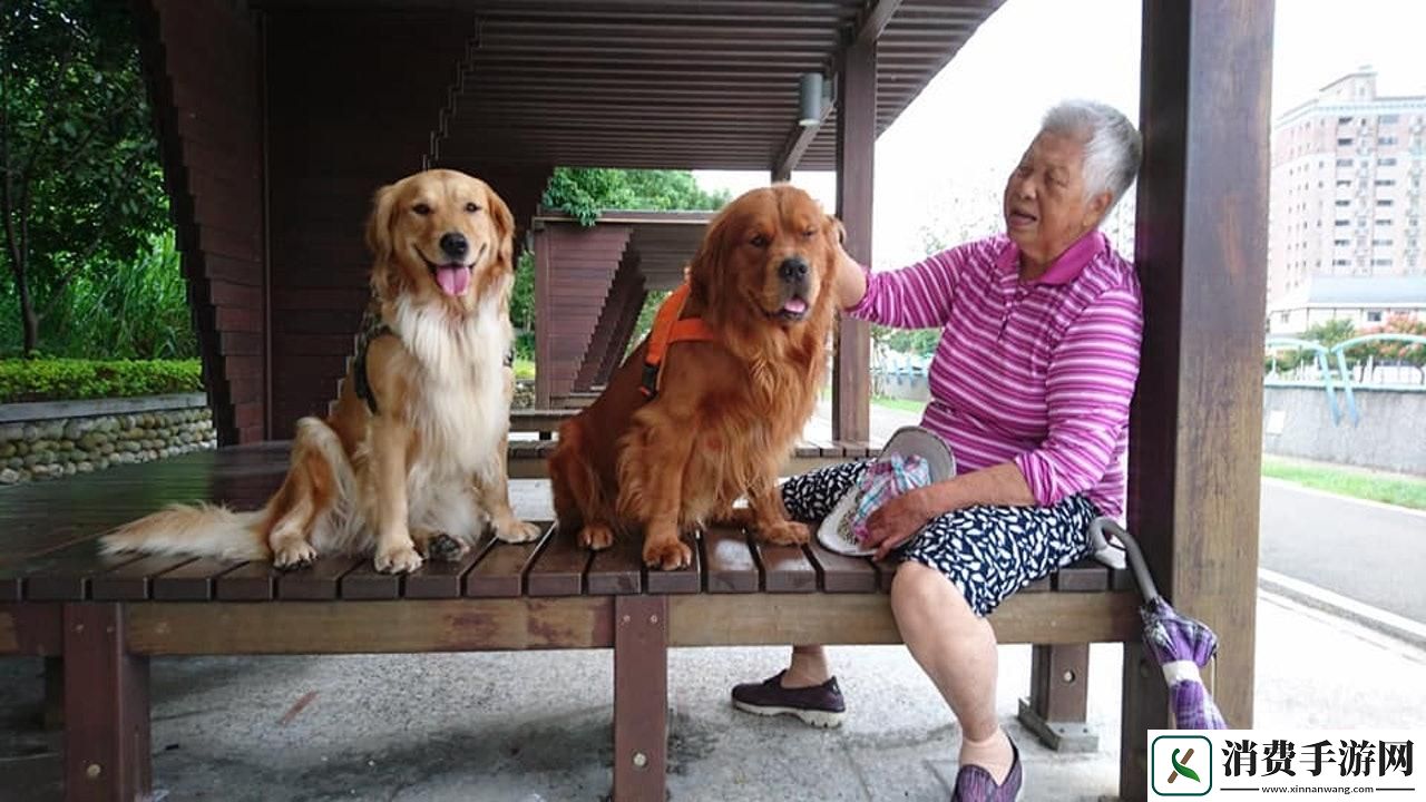 “汪星人与婆婆斗法