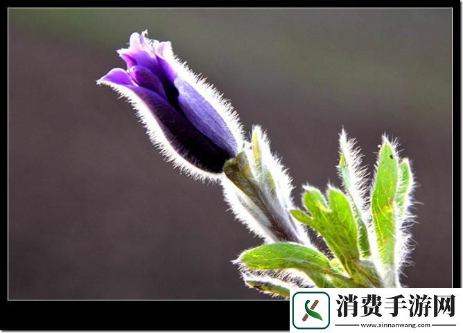 谜骨苞放-科技炫风谁与争锋！