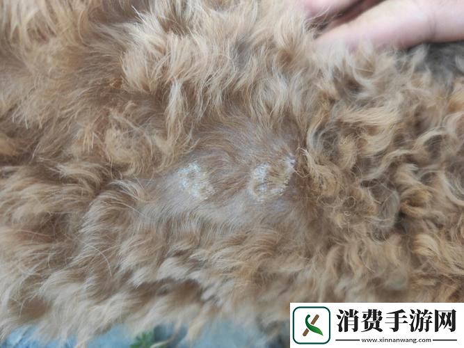 “硬烫”之谜-科技新潮流下的狗界尴尬