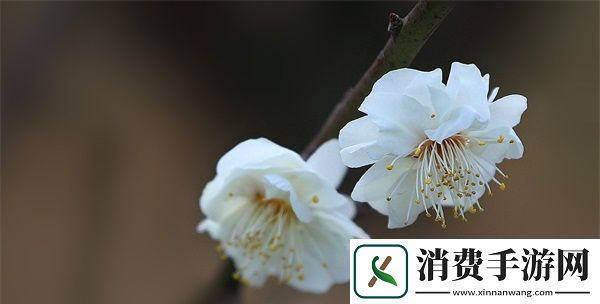 嫩叶草M码和澳洲码的区别