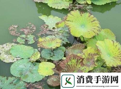 女人晚上莲花开的害处：详细解析与预防 