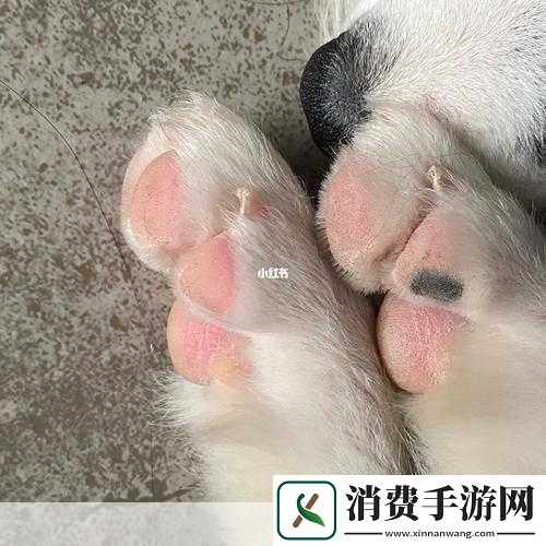 哪种狗最适合女人自己用：女性养狗的最佳选择