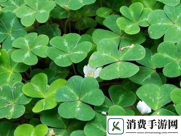 三叶草-gw4334：独特植物的魅力展现 