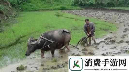 儿耕母荒废的由