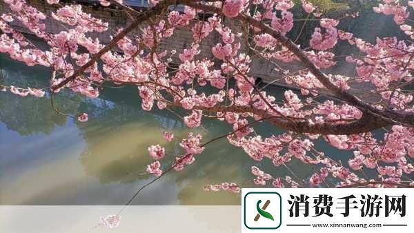 亭亭玉立国色天香四月天美景何处寻