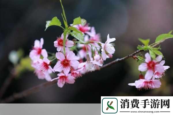 女性半夜莲花开放的治疗：女性夜间莲花绽放的疗愈之旅