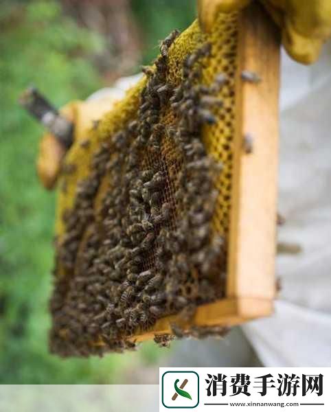 他的舌头探入蜜源毛毛虫说说：舌尖上的蜜源探索