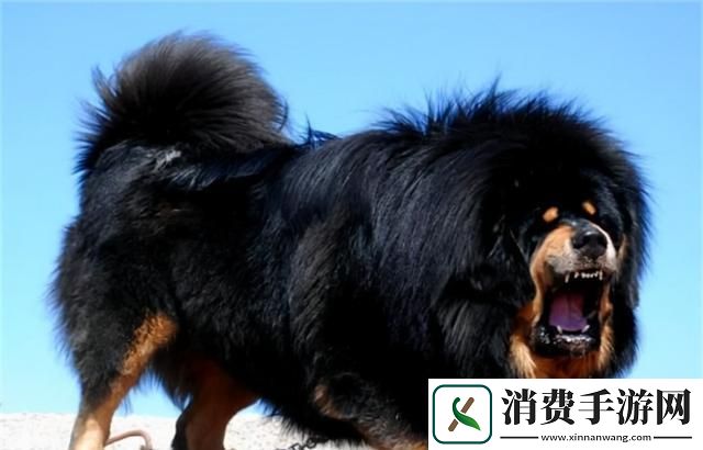 科技狂潮下的藏獒传奇