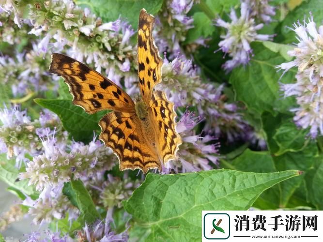 “花仙子”翩翩起舞