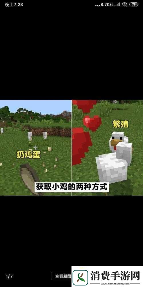 我的世界鸡的喂养繁殖方法全知道