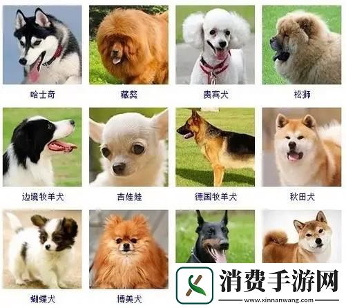 狗狗品种图鉴