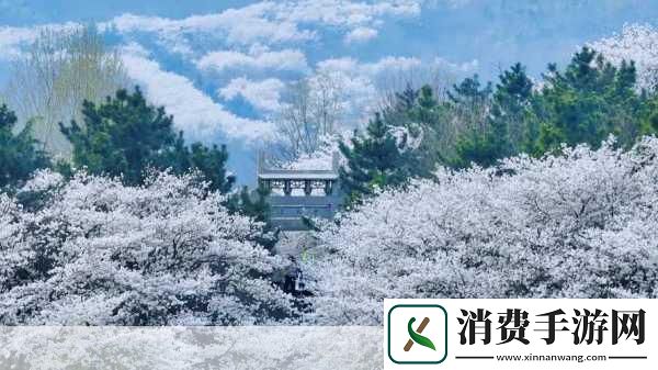吃花核心流水喝：花开盛宴：品味自然的馈赠